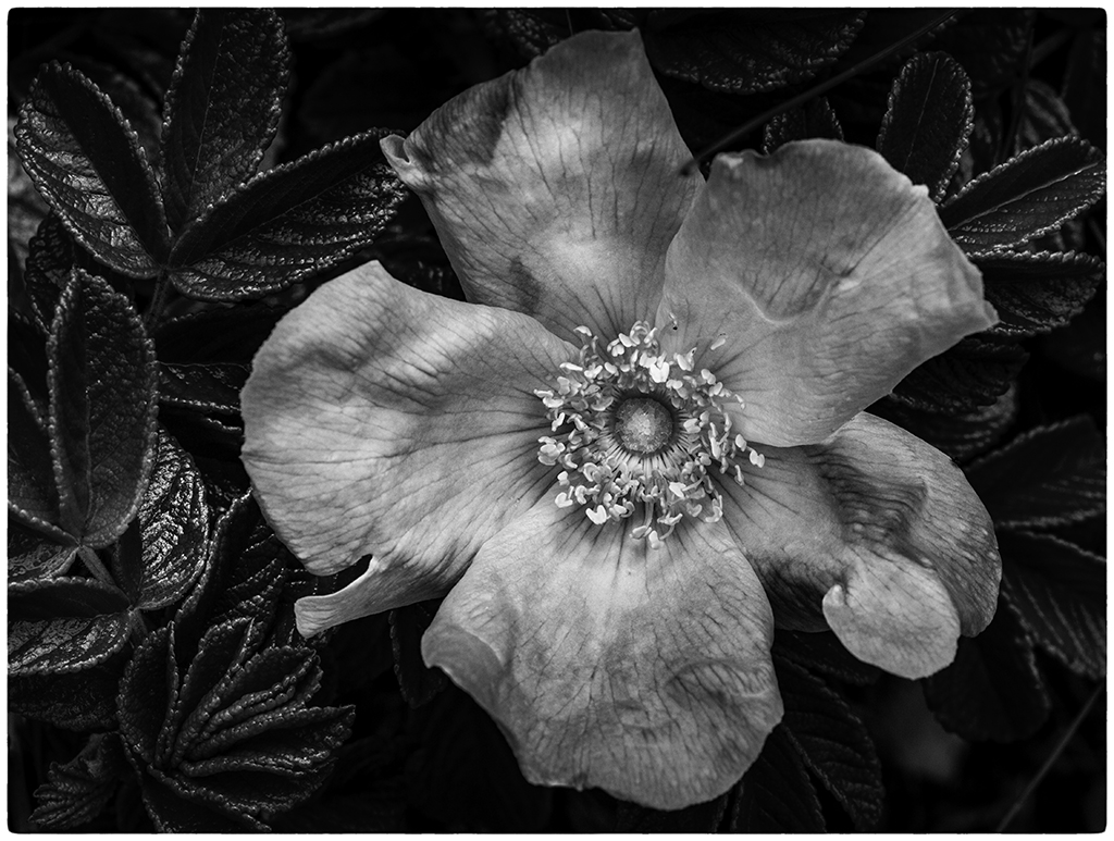 Nature In Class M By Donna Owens-Beeson For Untitled OCT-2018.jpg